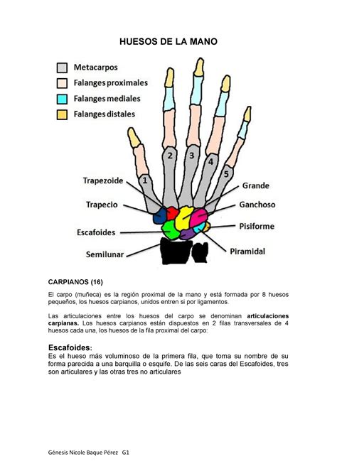 Huesos De La Mano Anatomía Ug Studocu