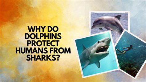 Why Do Dolphins Protect Humans From Sharks Dolphinxpert