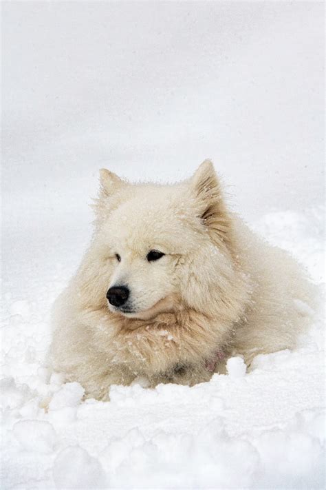 What Dog Breeds Are Best Suited For Cold Weather