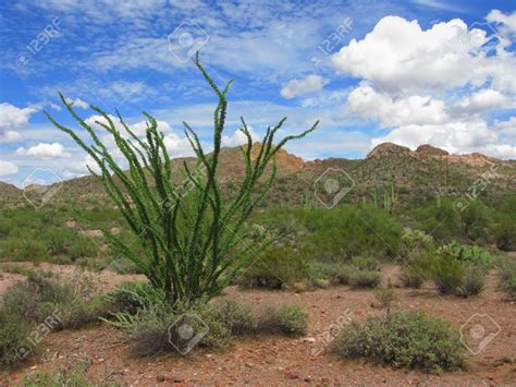 Arizona Ocotillo Cactus Native Of American Southwest And Mexico