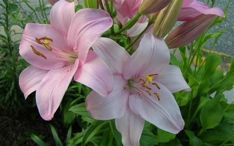 Wallpaper Pink Lilies Bloom Petals Garden 2880x1800 Hd Picture Image