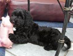 Find your new companion at nextdaypets.com. Best Black cockapoo ideas | 50+ articles and images ...
