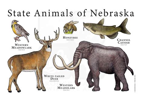 Nebraska State Animals Poster Print Etsy
