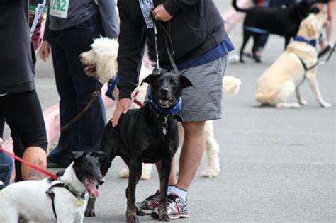 Furry 5k Photos 2013 Sniff Seattle Dog Walkers