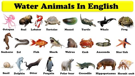 Top 100 Water Animals List In English