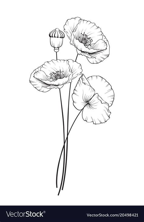 Pin By Alberto On Poppy Flowers In 2020 Poppy Flower Drawing Poppy