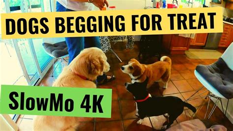Dogs Begging For Treats 4k Slomo Youtube