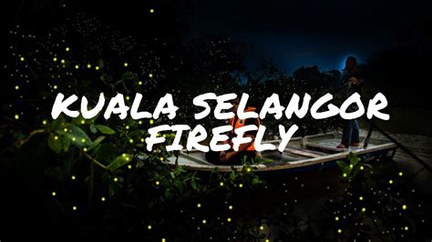 Kuala selangor was the capital of the sultanate of selangor during its early years in the 18th century. Kuala Selangor Firefly - YouTube