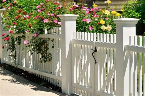 White Picket Fence Gate With Yellow Pink And Red Roses Backyard