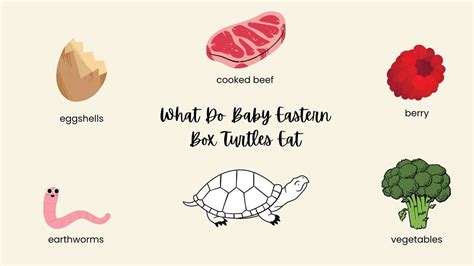 What Do Baby Eastern Box Turtles Eat