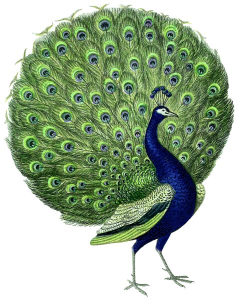 Gorgeous Vintage Peacock Images The Graphics Fairy