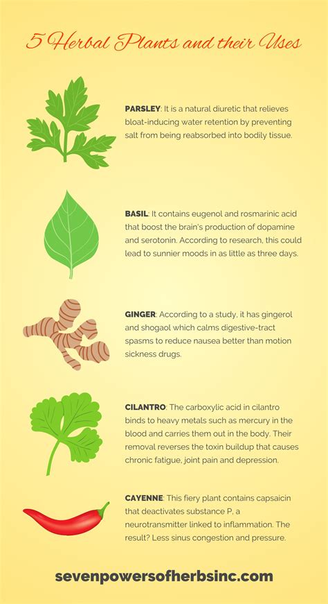 Learn More What These Herbal Plants And Their Uses By Visiting Seven