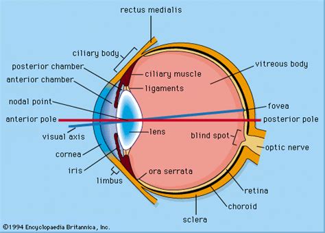 Link To A Good Web Site On The Eye Cross Section Of The Eyeball Another