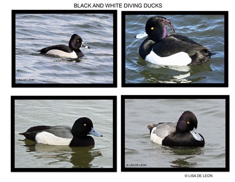 Birding With Lisa De Leon Black And White Diving Ducks Bay Ducks