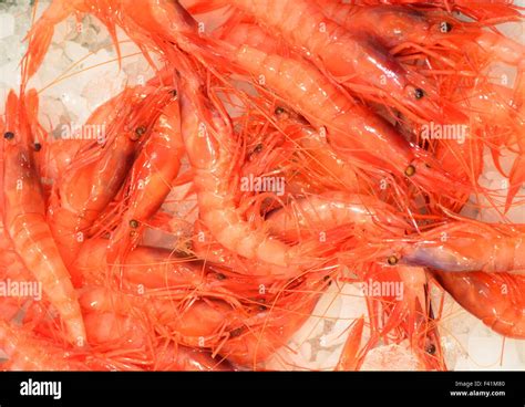 Prawns Shrimp At The Fish Market Stock Photo Alamy