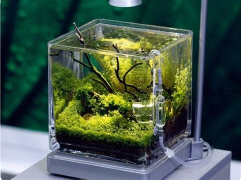 Mini Nano Fish Shrimp Betta Tank Pet Supplies Homes And Other Pet