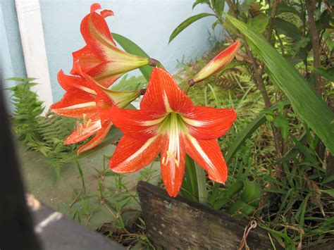 Flower Flowers Plants Costa Rican