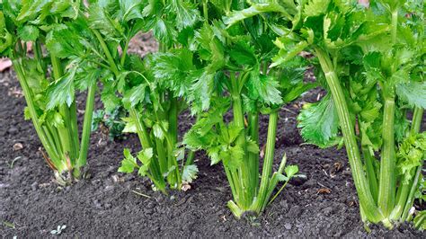 How To Grow Celery And Celeriac Grow Organic