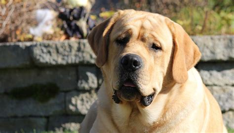 Yellow Lab Your Guide To The Yellow Labrador Retriever Labrador