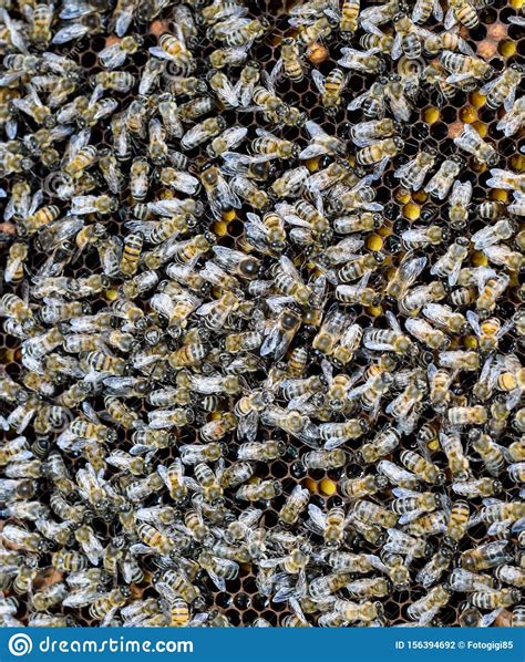 A Cluster Of Swarms Of Bees In The Nest Working Bees Drones And