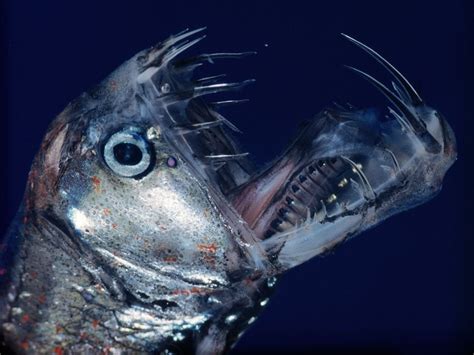 Viper Fish Chauliodus Sloani — Steemit