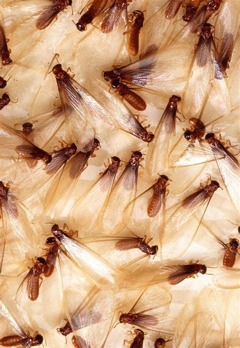 termites swarming in florida uf ifas pest alert