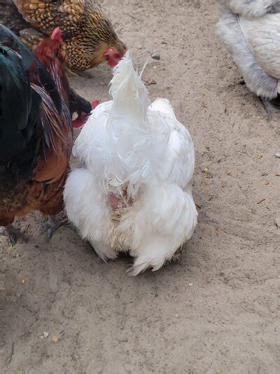 Hens Losing Feathers Around Bottom Backyard Chickens Learn How To