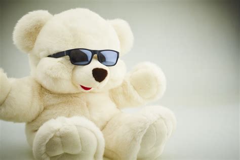 Cool Bear Free Stock Photo And Image Gratisography