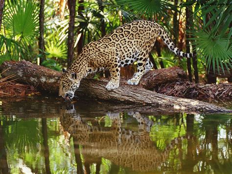 Amazonas Verde Animais Em Extin O Na Floresta Amaz Nica Fotos
