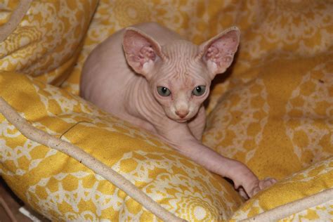 57 Hq Photos Hairless Cat Adoption Nyc Gorgeous Sphynx Kittens Is A