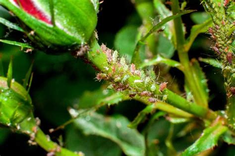 Do Aphids Live In Soil Unraveling The Truth Behind Their Habitat