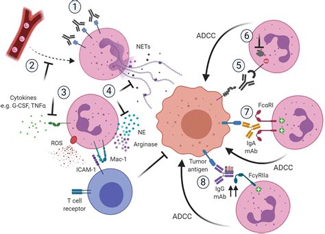 Frontiers Plasticity In Pro And Anti Tumor Activity Of Neutrophils