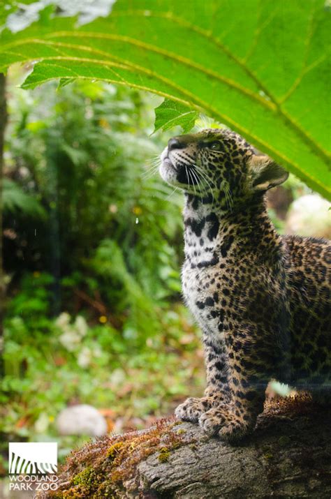 Woodland Park Zoo Blog Jaguar Cubs Take First Practice