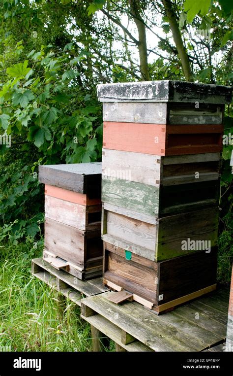 Bee Bees Beekeeping Keeping Hive Hives Beehive Beehives Keeper