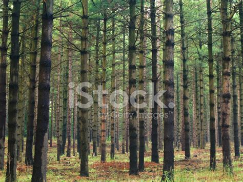 Pine Forest Stock Photo Royalty Free Freeimages