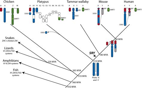 Figure 2 From Mammalian Sex Origin And Evolution Of The Y Chromosome