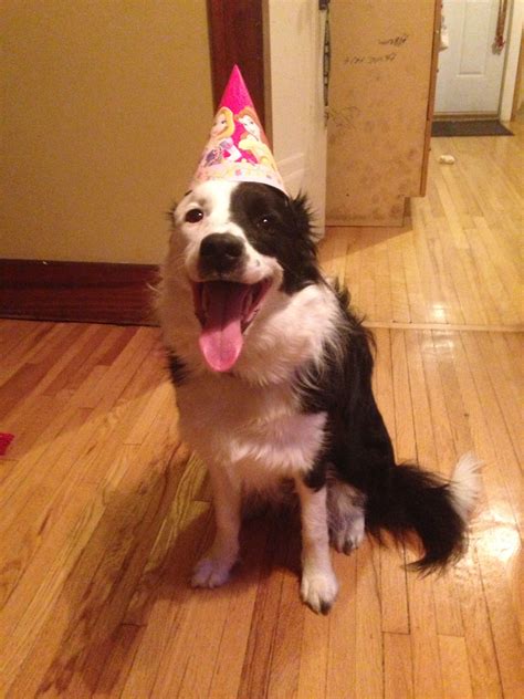 Sophies First Birthday What A Party Border Collie Days Collie