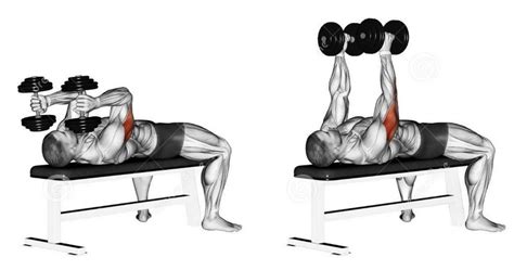 Lying Dumbbell Triceps Extension Bodybuilding Wizard