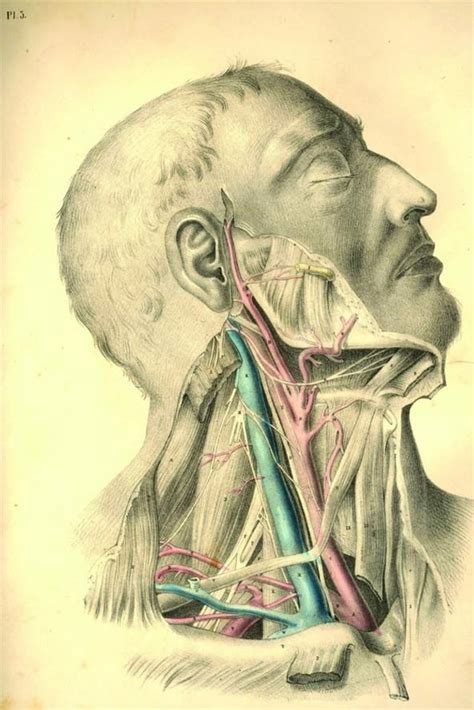 Dissecting A Human Head Through Anatomical Illustrations Human
