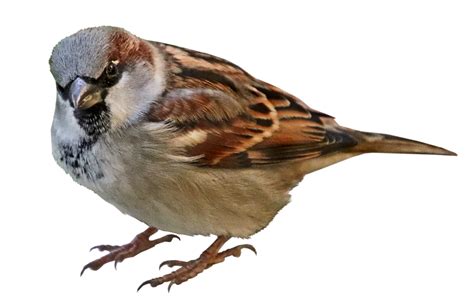 House Sparrow Png Picture Png Mart