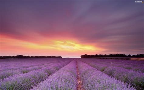 Great Sunsets Field Lavender For Desktop Wallpapers 4762x3175