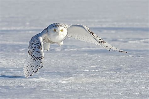 What Animals Live In The Arctic Tundra 10 Of The Cutest Animals That