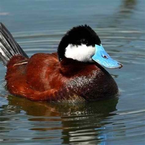 Ruddy Duck Oh I Love Ruddy Ducks Their Bright Blue Bill And Feet Are