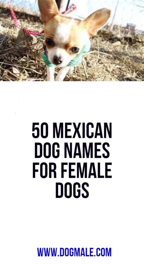 Female Dog Names Chihuahua The A Z List Of 400 Cute Sassy And Fun