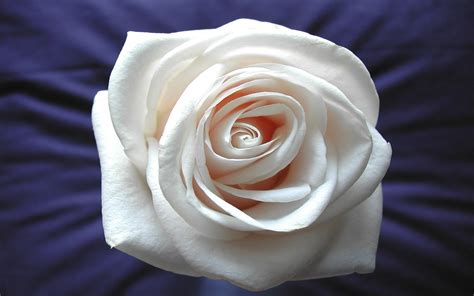 White Rose Widescreen Wallpapers Hd Wallpapers Id 5743