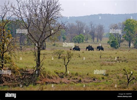 Kanha National Park Madhya Pradesh India With Three Mahouts Riding
