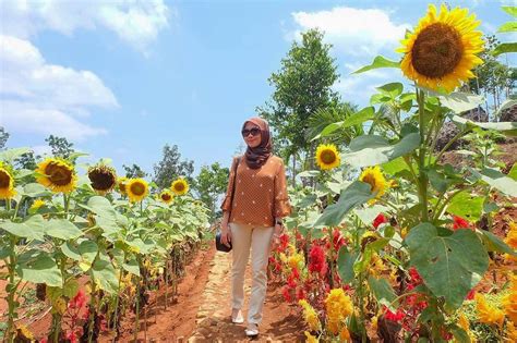 Solo içinde 352 restoran arasında 11. Lokasi dan Harga Tiket Masuk Kebun Bunga Matahari Bantul ...