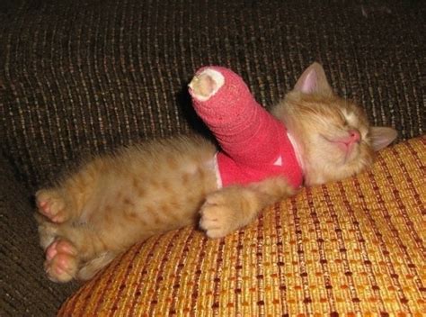 Kitty Got Hurt With Images Kittens Cutest Cute Animals Cats