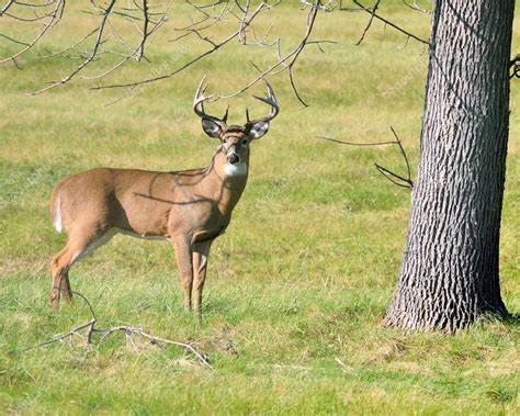 Whitetail Deer Buck Stock Photo By ©brm1949 11469590