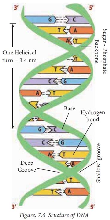 Structure Of Dna